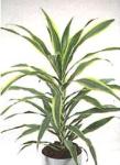 Dracaena