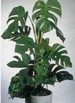 Monstera
