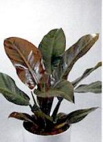 Philodendron "Imperial Red"