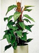 Philodendron "Red Emerald"
