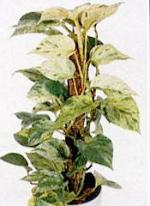 Epipremnum pinnatum (L.) Engl.