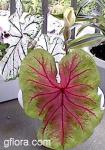 Caladium