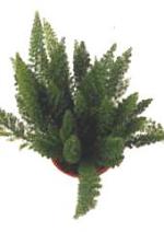 Asparagus densiflorus 'Meyers'