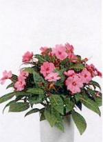 Impatiens wallerana Hook. (Impatiens holstii Engl. et Warb., Impatiens sultanii Hook. f.)