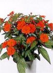 Impatiens