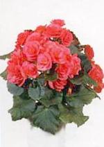 Begonia elatior 'Karita'.