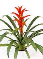 Guzmania 'Cherry'