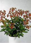 Kalanchoe