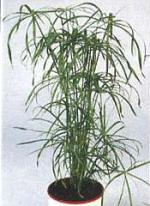 Cyperus alternifolis