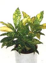 Codiaeum variegatum 'Gold Sun'