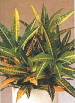 Codiaeum variegatum 'Gold Moon'