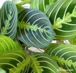 Maranta leuconeura "Marisela"