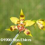 Odontoglossum kageljanii