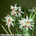 Thunia Gattonensis 'Adagent' AM/AOS