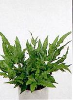 Pteris cretica 'Parkeri'