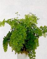 Adiantum raddianum 'Fragrans'.