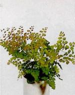 Adiantum tenerum 'Scutum Roseum'
