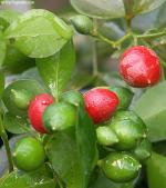 Murraya exotica minima