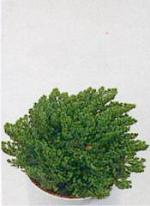 Selaginella lepidophylla
