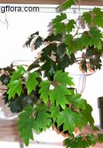 Cissus rhombifolia Vahl (Rhoicissus rhomboidea hort. non Planch) var. "Ellen Danica"